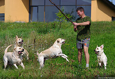 Labradorai