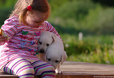 Labradorai