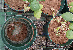 Bulvių daiginimo Marso sąlygomis mokslinis tyrimas