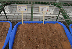 Bulvių daiginimo Marso sąlygomis mokslinis tyrimas