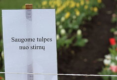 Kauno botanikos sode žydi tulpės