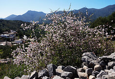 Kreta