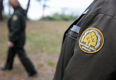 Apsilankymas Labanoro girios kirtimuose