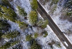 Paskutiniai sniego pėdsakai eglių viršūnėse