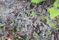 Plastiku užterštas vanduo ir jo sąnašos iš AB „Plasta“ teritorijos