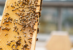 Urbanbee.lt įkūrėjas Paulius Chockevičius