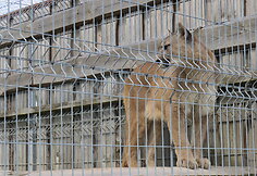 Trakėnų zoologijos sode
