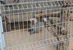 Trakėnų zoologijos sode