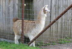 Trakėnų zoologijos sode