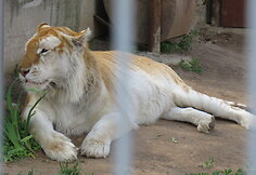 Trakėnų zoologijos sode