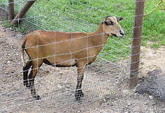 Trakėnų zoologijos sode