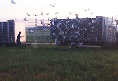 Lietuvos ir Lenkijos pasienyje į padangę pakilo sportinių balandžių debesis
