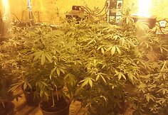 Kaune rasta 100 kg narkotikų kontrabandos
