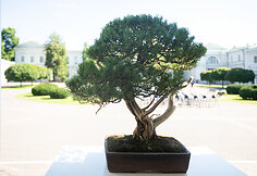Tarptautinės bonsai parodos atidarymas