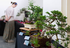 Tarptautinės bonsai parodos atidarymas
