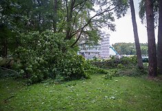 Nuvirtę medžiai Vingio parke