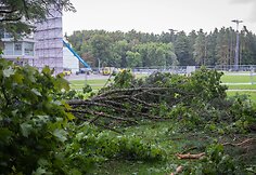 Nuvirtę medžiai Vingio parke