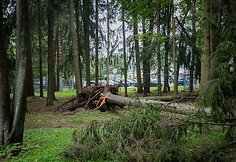 Nuvirtę medžiai Vingio parke