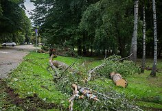 Nuvirtę medžiai Vingio parke