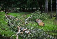 Nuvirtę medžiai Vingio parke