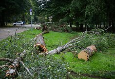 Nuvirtę medžiai Vingio parke