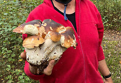 Miško gėrybės