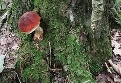 Miško gėrybės