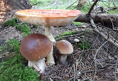 Miško gėrybės