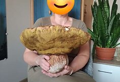 Miško gėrybės