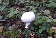 Miško gėrybės