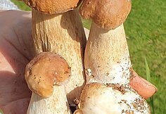 Miško gėrybės