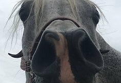 Raitelės Alisijos Zabavskos žirgas MSA Silver Gazal 