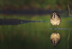 Alberto Barta&scaron;iaus fotografija