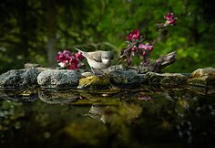 Alberto Barta&scaron;iaus fotografija