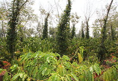 Kavos plantacija Vietname. Tarp kavamedžių augantys pipirai.