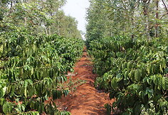 Kavos plantacija Vietname