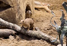 Zoologijos sodui Vilniuje „Zoopark“ – vieneri metai
