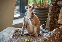 Zoologijos sodui Vilniuje „Zoopark“ – vieneri metai