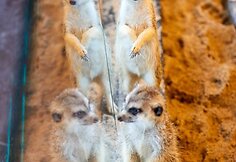 Zoologijos sodui Vilniuje „Zoopark“ – vieneri metai
