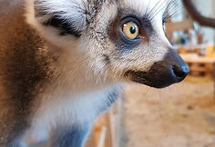 „Zoopark“ džiaugiasi pasaulį išvydusiais katinių lemūrų jaunikliais