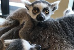 „Zoopark“ džiaugiasi pasaulį išvydusiais katinių lemūrų jaunikliais