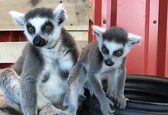 „Zoopark“ džiaugiasi pasaulį išvydusiais katinių lemūrų jaunikliais