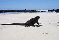 Kelionės po Kolumbiją, Ekvadorą, Galapagų salas akimirkos