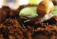 Achatina ant kokosų durpių 