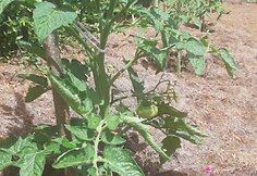 Konkursas &bdquo;Mano kiemas&ldquo;. Panumių &scaron;eimos sodyba Plungės rajone