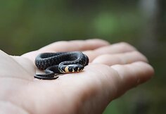 Roki&scaron;kietės Jolitos Pretkutės Lietuvos mi&scaron;kuose nufotografuotos angys ir žalčiai