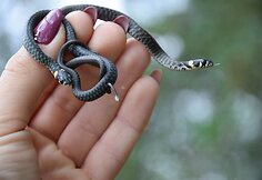 Roki&scaron;kietės Jolitos Pretkutės Lietuvos mi&scaron;kuose nufotografuotos angys ir žalčiai