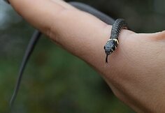 Roki&scaron;kietės Jolitos Pretkutės Lietuvos mi&scaron;kuose nufotografuotos angys ir žalčiai