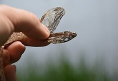 Roki&scaron;kietės Jolitos Pretkutės Lietuvos mi&scaron;kuose nufotografuotos angys ir žalčiai