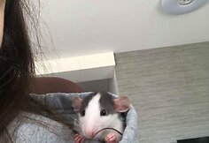 Kaunietės Bertos augintiniai 